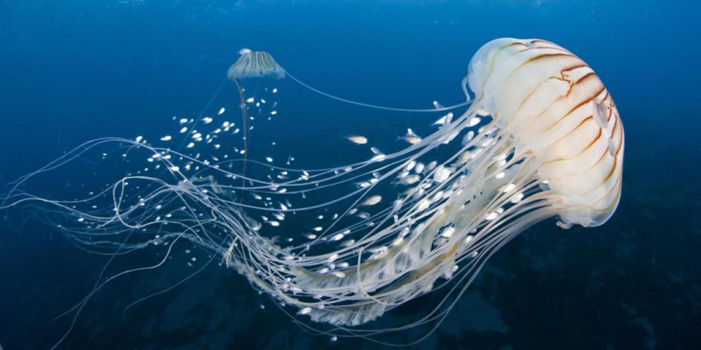 Image result for jellyfish