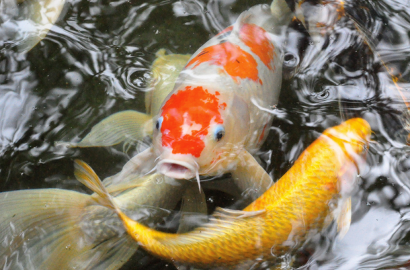 Image result for koi fish