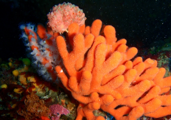 Image result for sponges