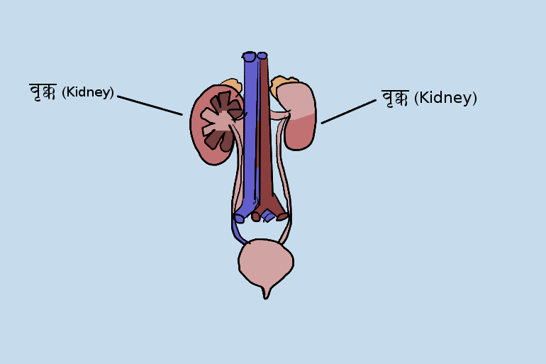 वृक्क (Kidney)