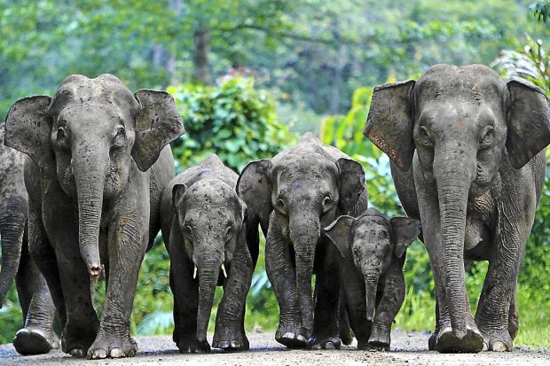 Image result for elephant jumbo family