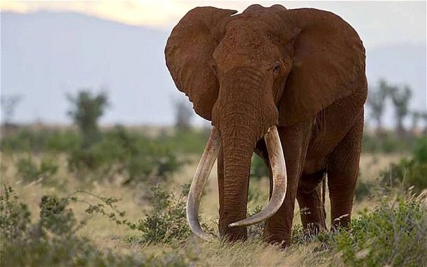 Image result for elephant tough tusks