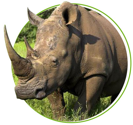 Image result for indian rhinoceros