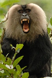 Image result for lion-tailed macaque