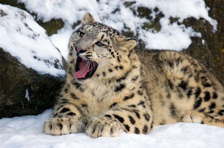 Image result for snow leopard india