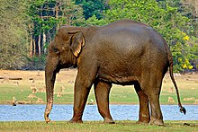 Image result for indian elephant
