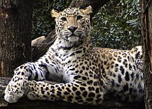 Image result for indian leopard