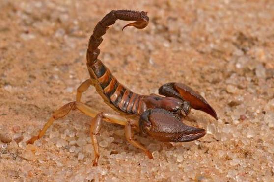 Image result for indian red scorpion
