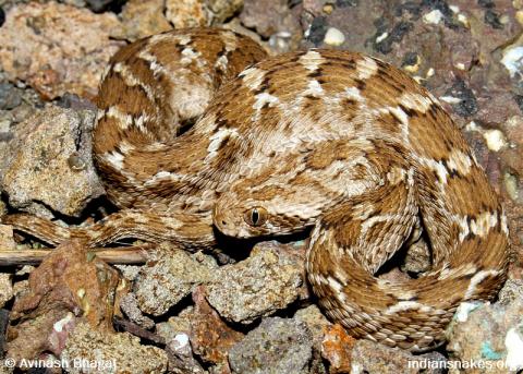 Image result for saw-scaled viper