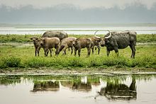 Image result for wild water buffalo