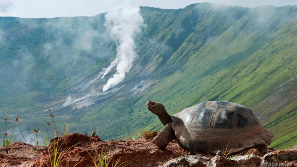 Image result for giant tortoise