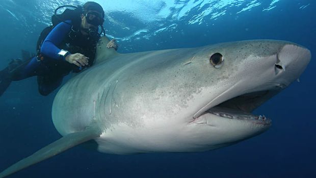 Image result for greenland shark