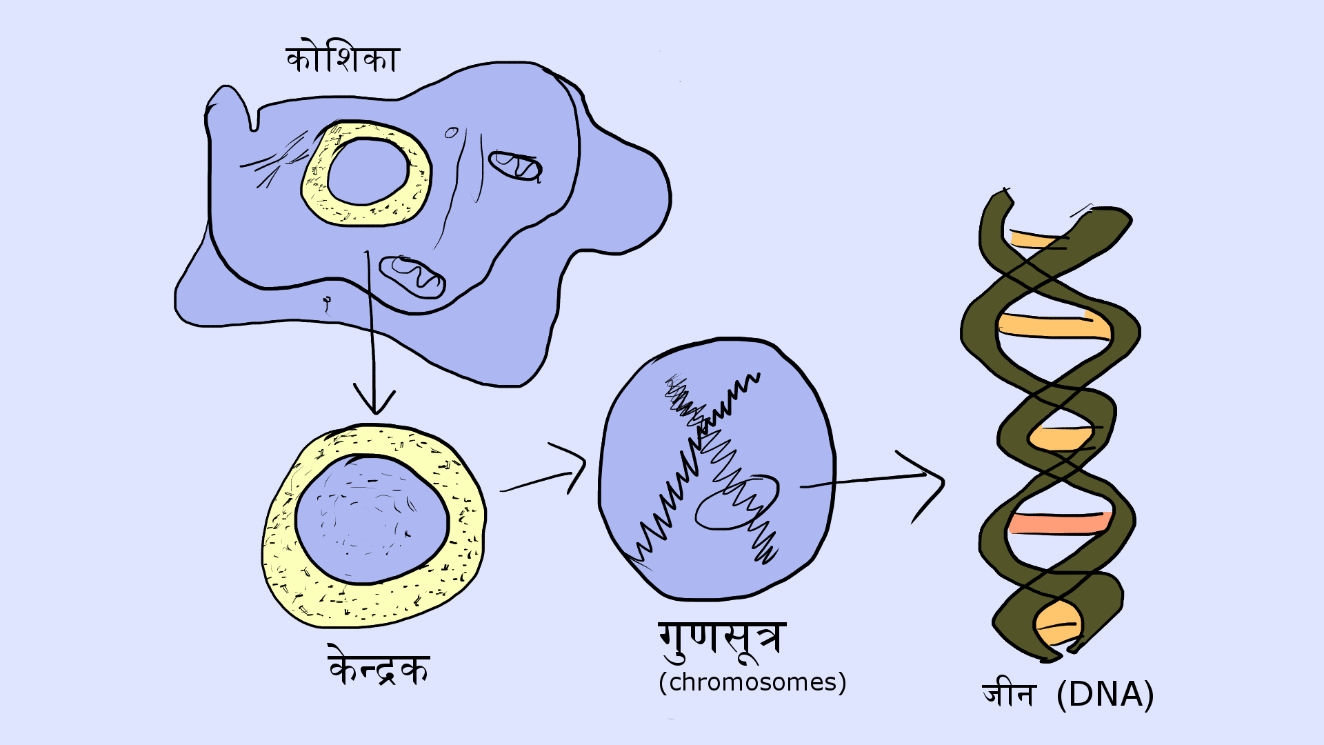 कोशिका डीएनए