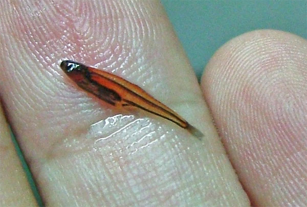 सबसे छोटी मछली 