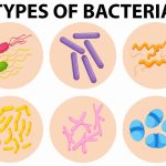 Different types of bacteria