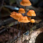 fungi wild mushroom
