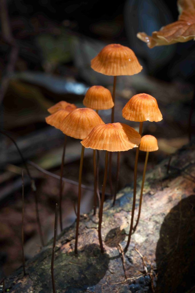 fungi wild mushroom