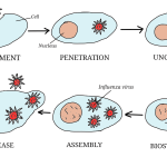 life cycle of virus diagram