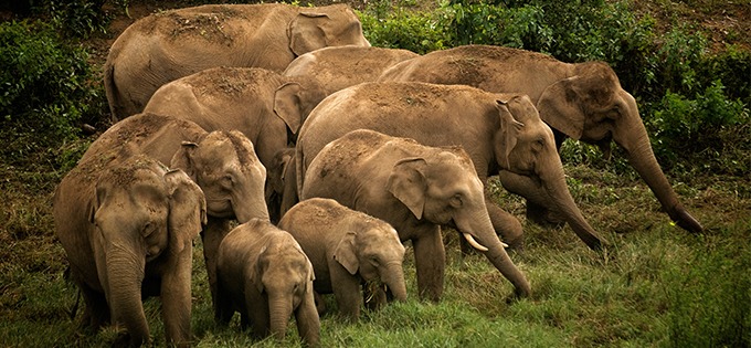 Image result for asian elephant family