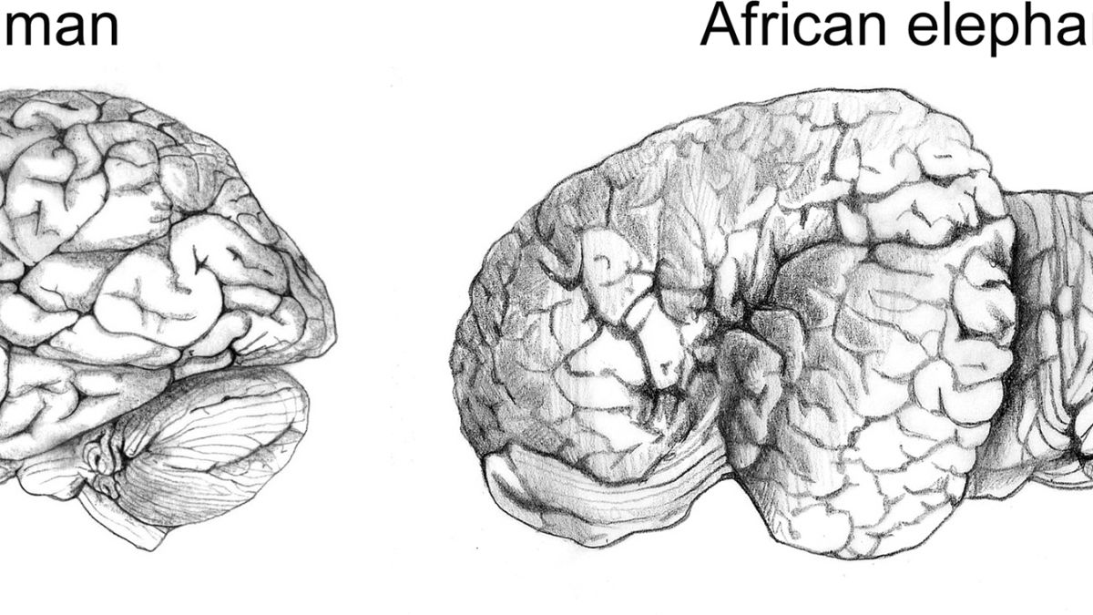 Image result for elephant big brains