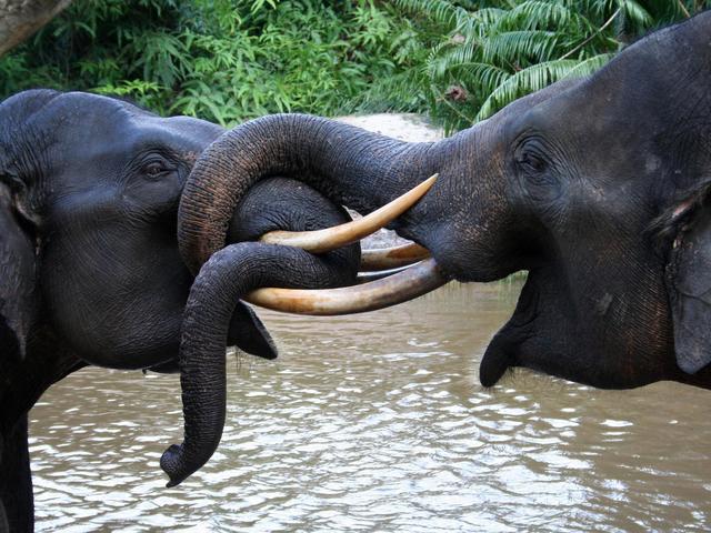Image result for elephant endangered