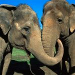 Image result for elephant largest land animals