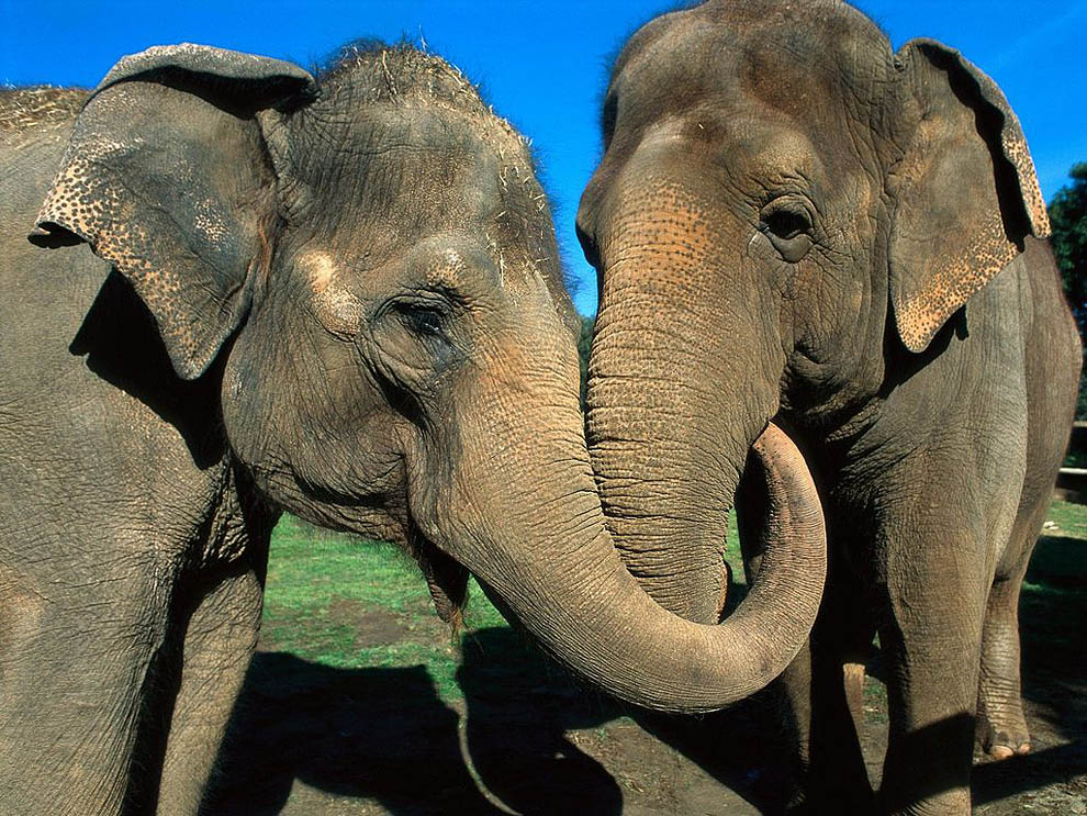 Image result for elephant largest land animals