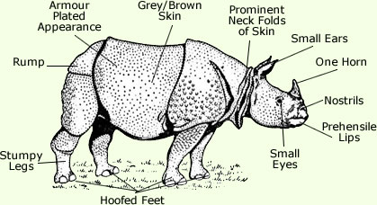 10 Facts About the Indian Rhinoceros