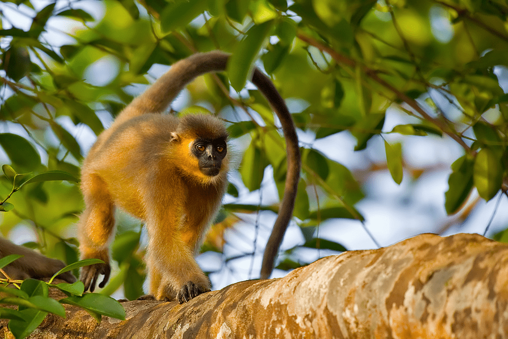 10 Monkey Species in India