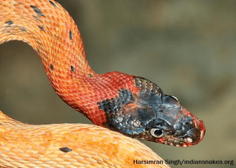 List of Non-Poisonous Snakes in India