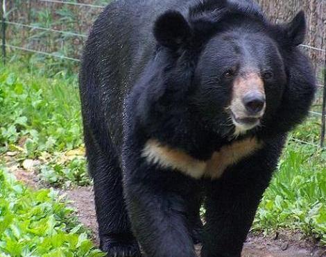 Image result for asian black bear