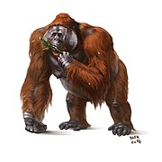 Image result for Gigantopithecus