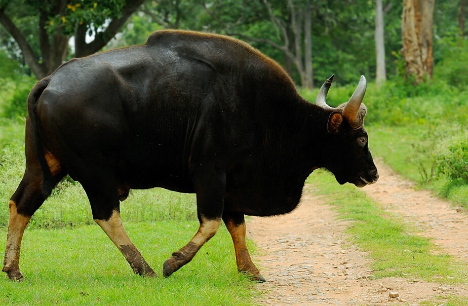 Image result for indian bison