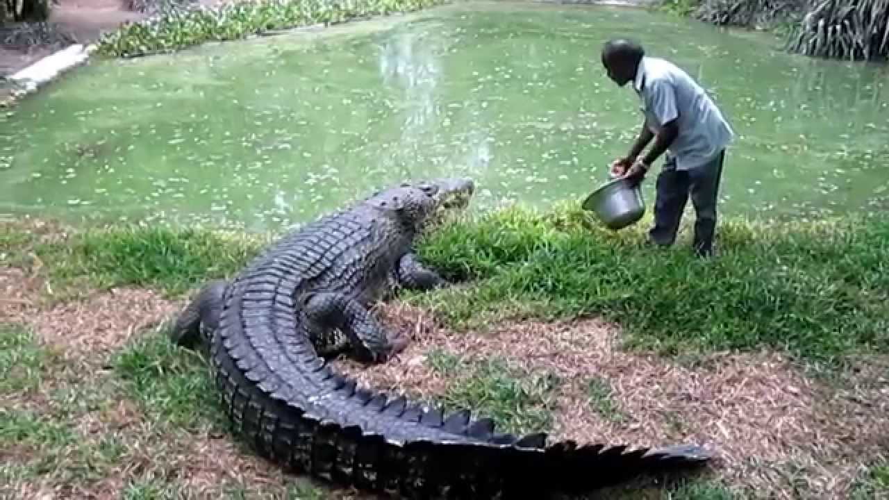 Image result for indian crocodiles