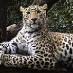 Image result for indian leopard