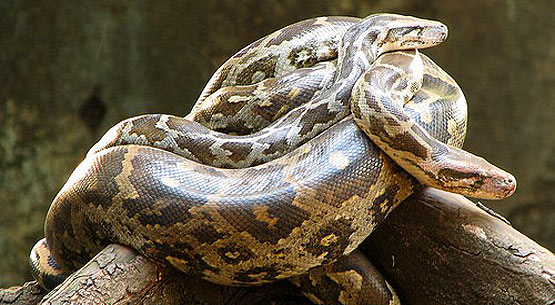 Image result for indian python