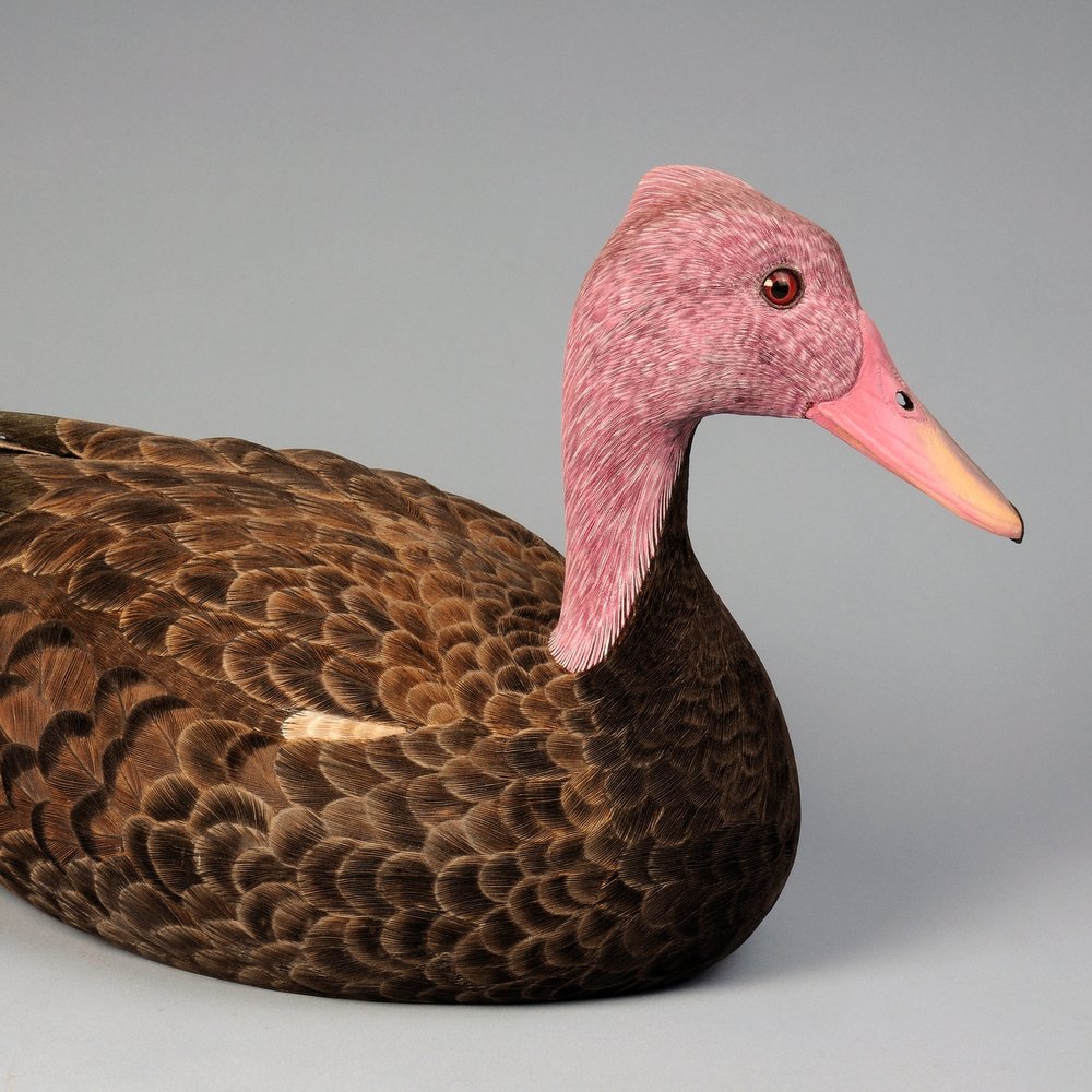 Image result for Pink-Headed Duck