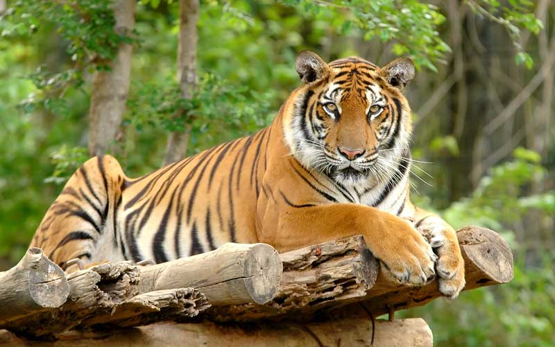 Image result for the bengal tiger