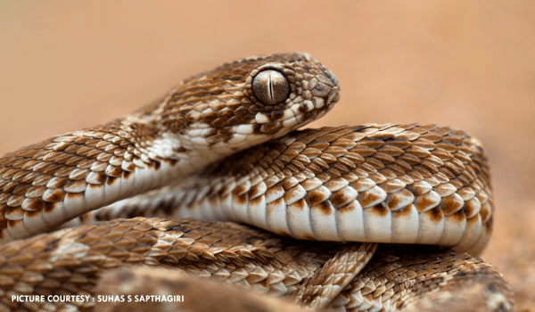 List of Poisonous Snakes in India