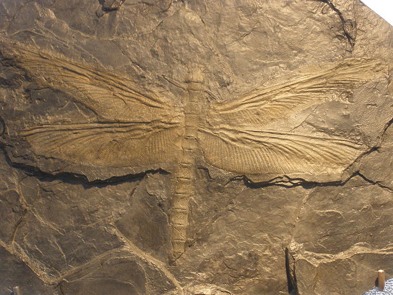Prehistoric Dragonflies – Meganeura