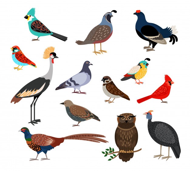 50 पक्षियों के नाम हिन्दी व अंग्रेजी में