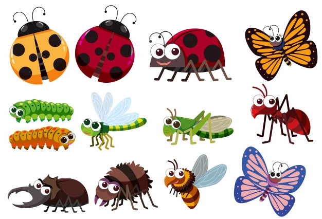 50 कीड़ों के नाम हिन्दी व अंग्रेजी में