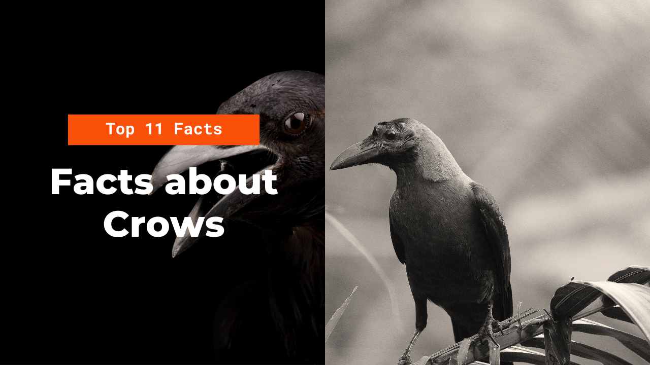 Top 11 Facts about crows
