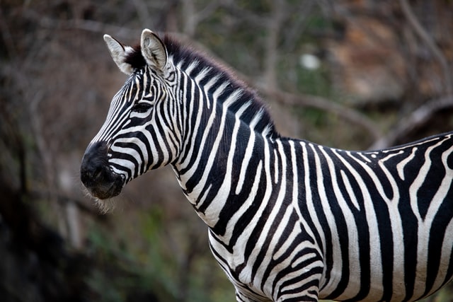 10 Facts about Zebra
