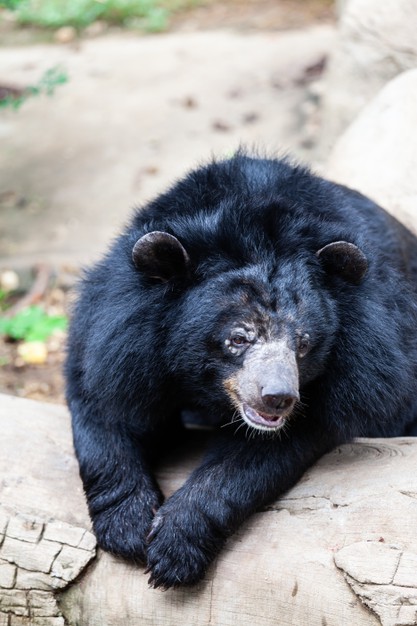 10 Facts about Asian Black Bear
