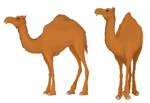 10 Facts About Camel