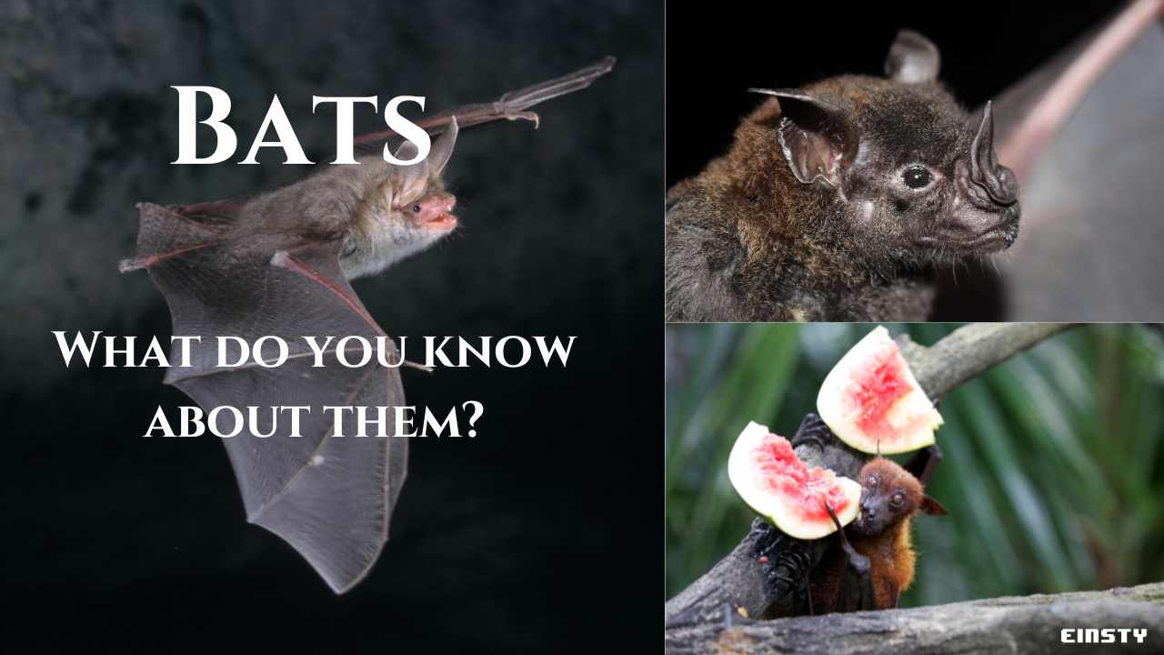 Top 10 facts about Fruit Bat