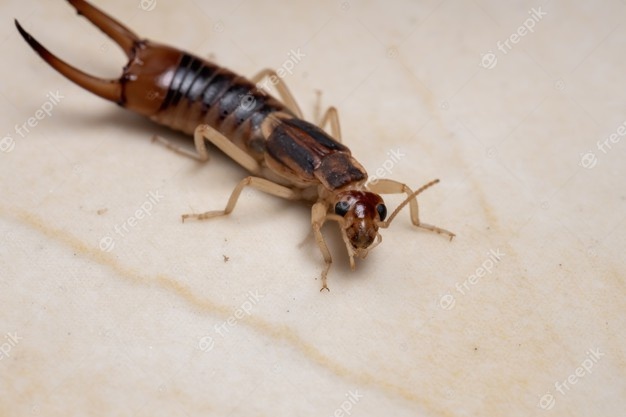 10 Facts About Earwig