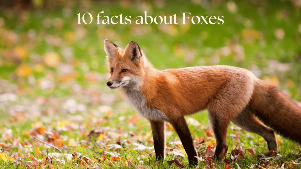Foxes facts