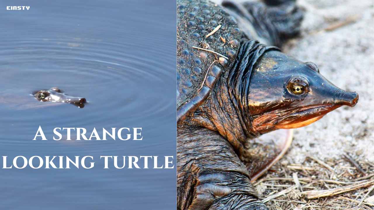 A strange looking Turtle : Burmese narrow-headed softshell turtle